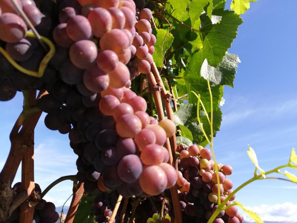 Ansitz Grustdorf Apartment Appiano Sulla Strada Del Vino Exterior foto